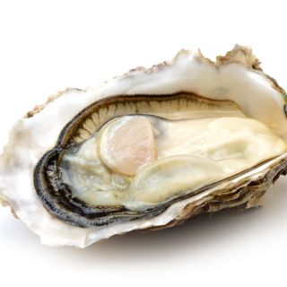 Hàu