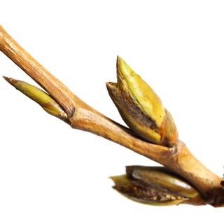 Cây dương