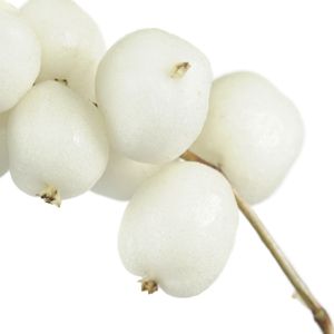 Quả mọng tuyết