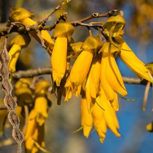 Hoa Kowhai