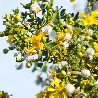 Cây bụi creosote