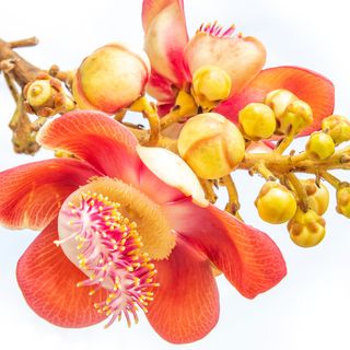 Hoa ngọc kỳ lân