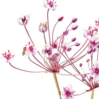 Cây Thủy Xương