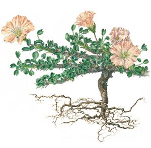 Nến Bushman