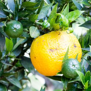 Cam Chinotto