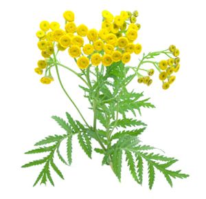 Cúc vạn thọ