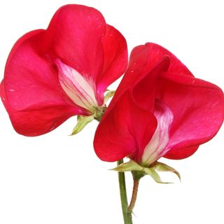 Hoa Đậu Ngọt