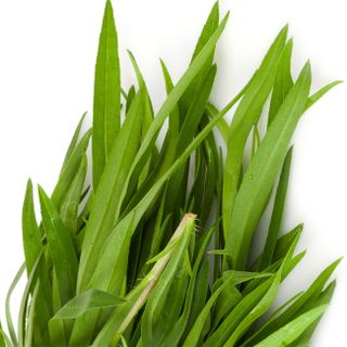 Cây ngải dấm
