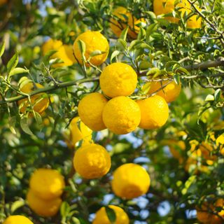 Hoa Yuzu