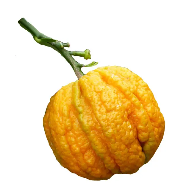 Cam đắng