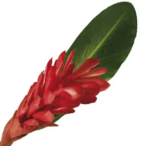 Cây Riềng