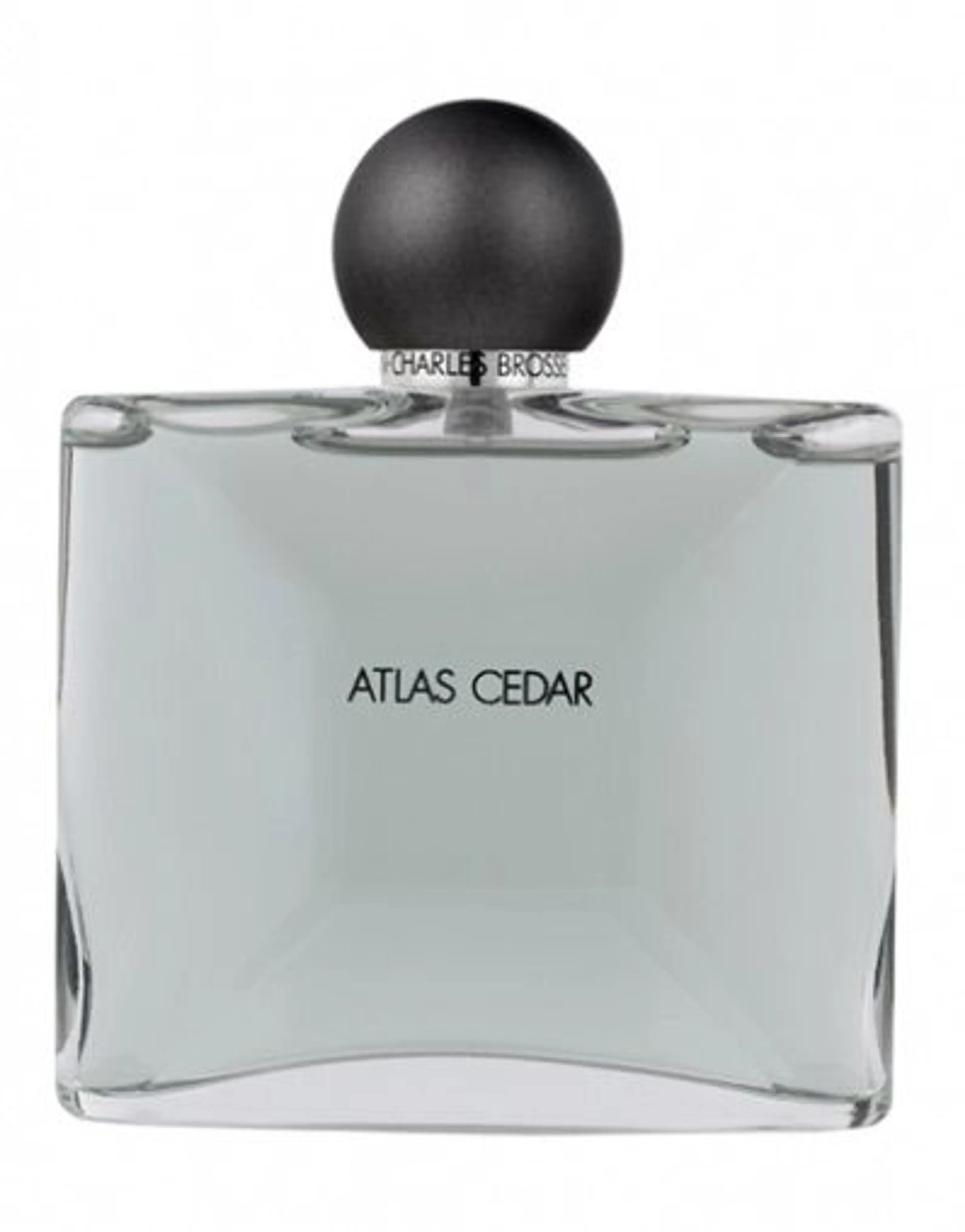 Collection Homme/Atlas Cedar