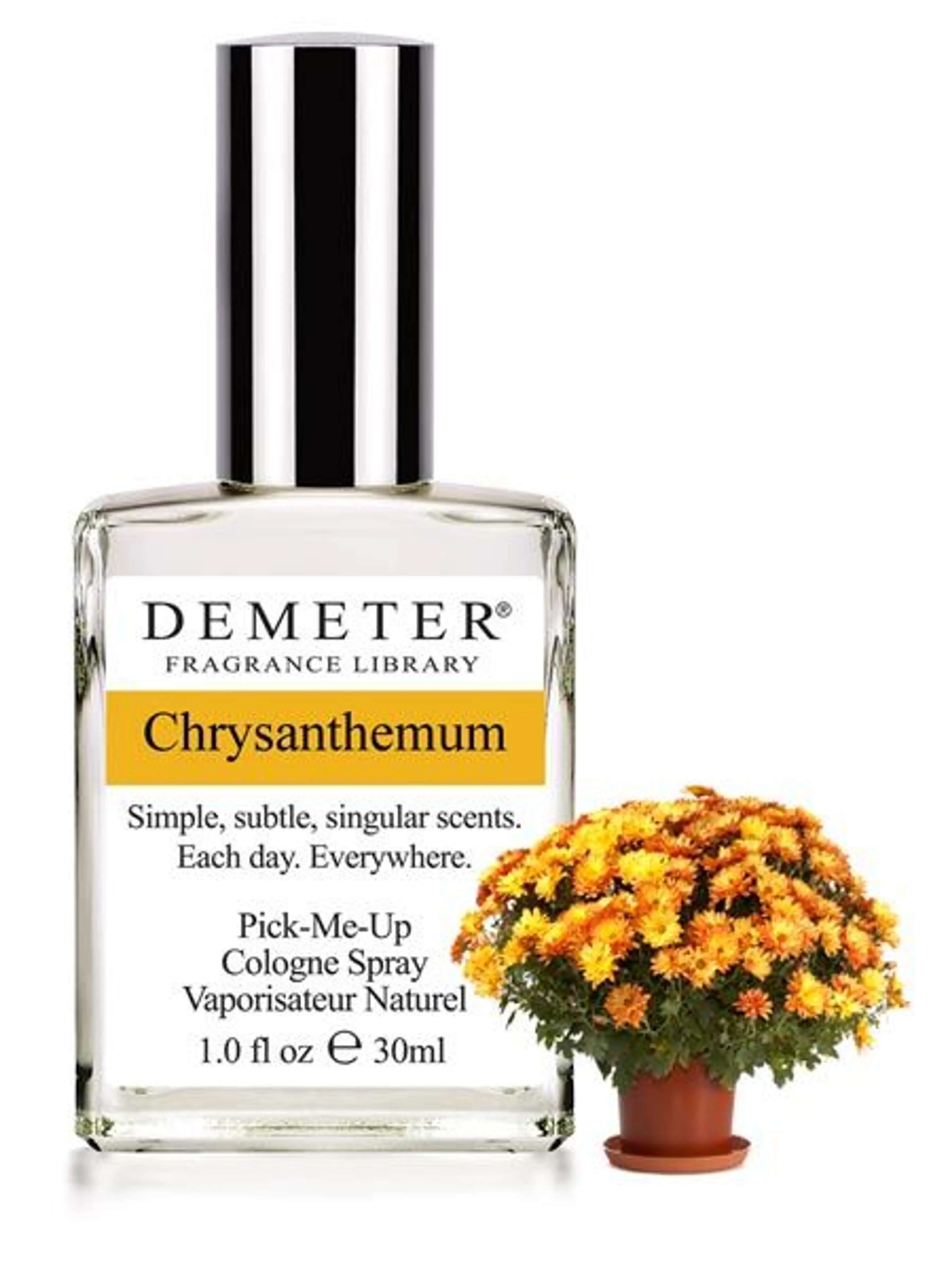 Chrysanthemum