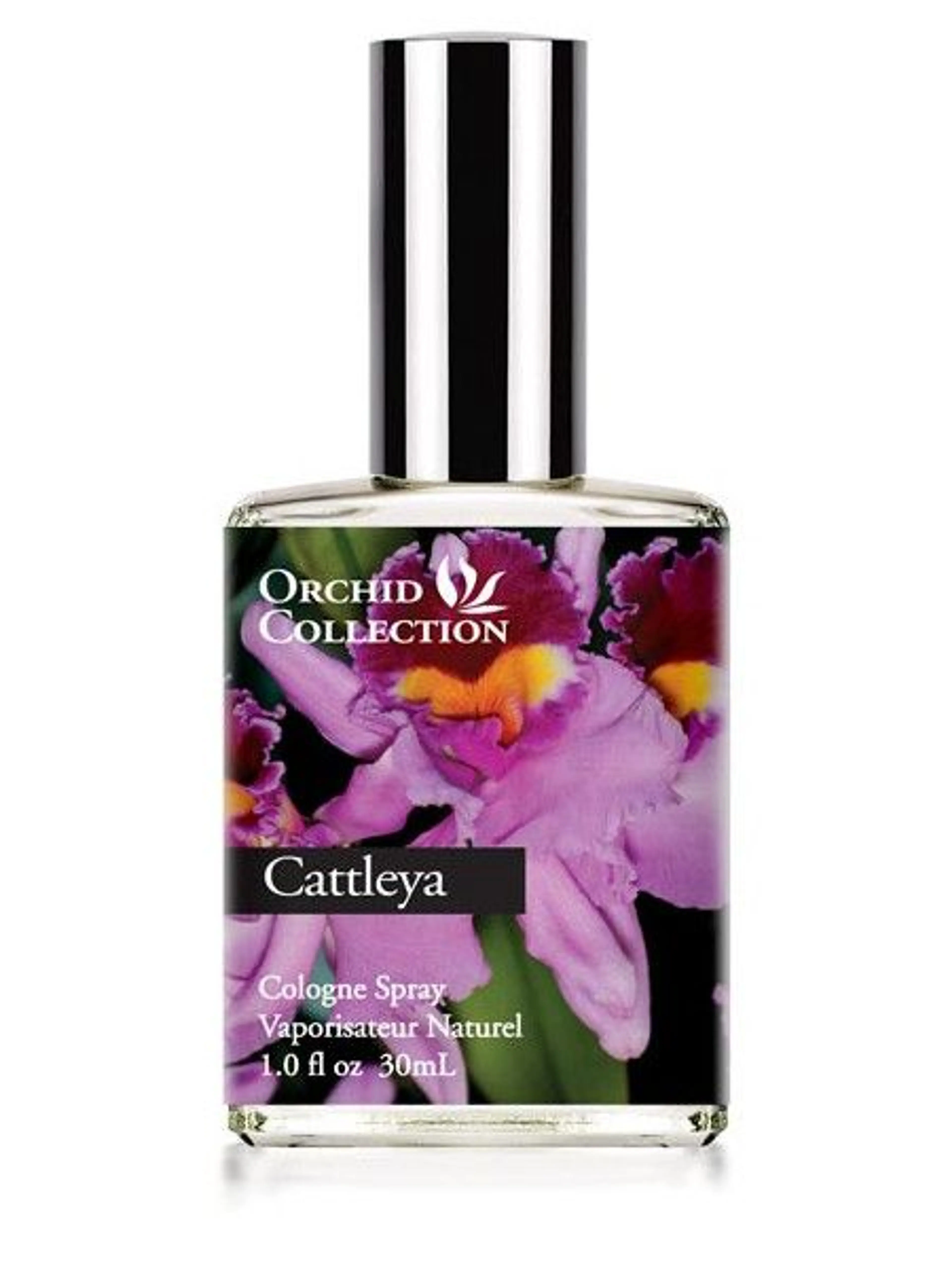Cattleya Orchid