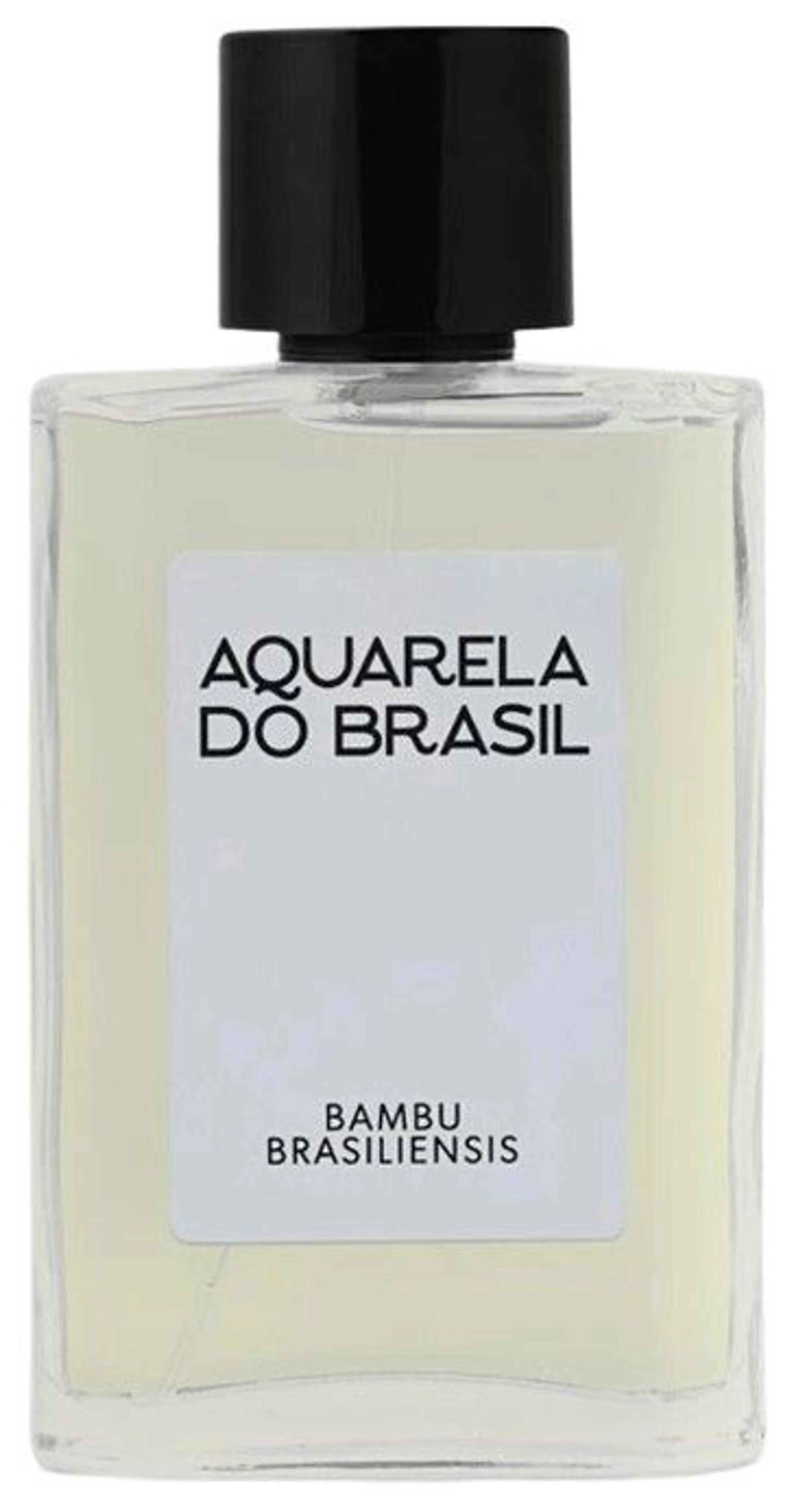 Bambu Brasiliensis