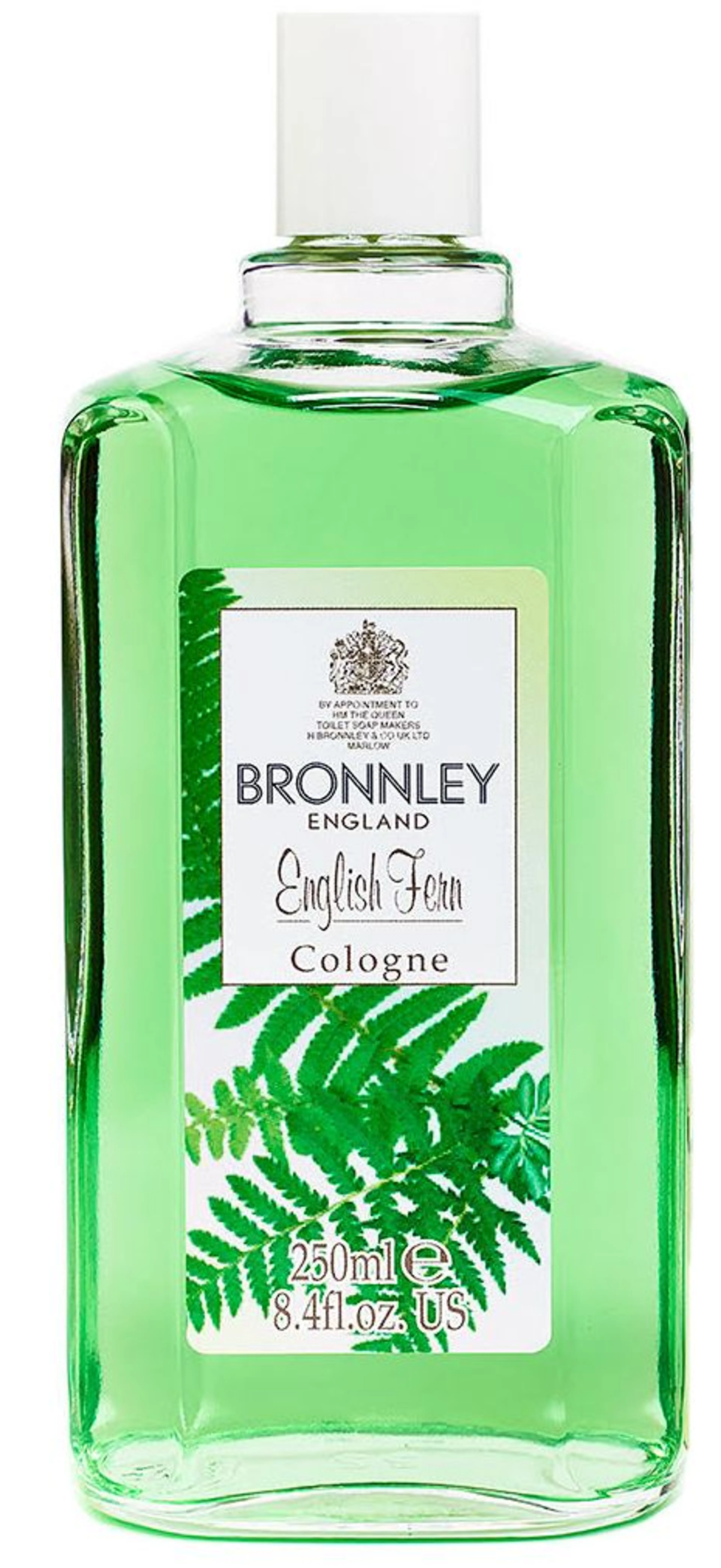 English Fern