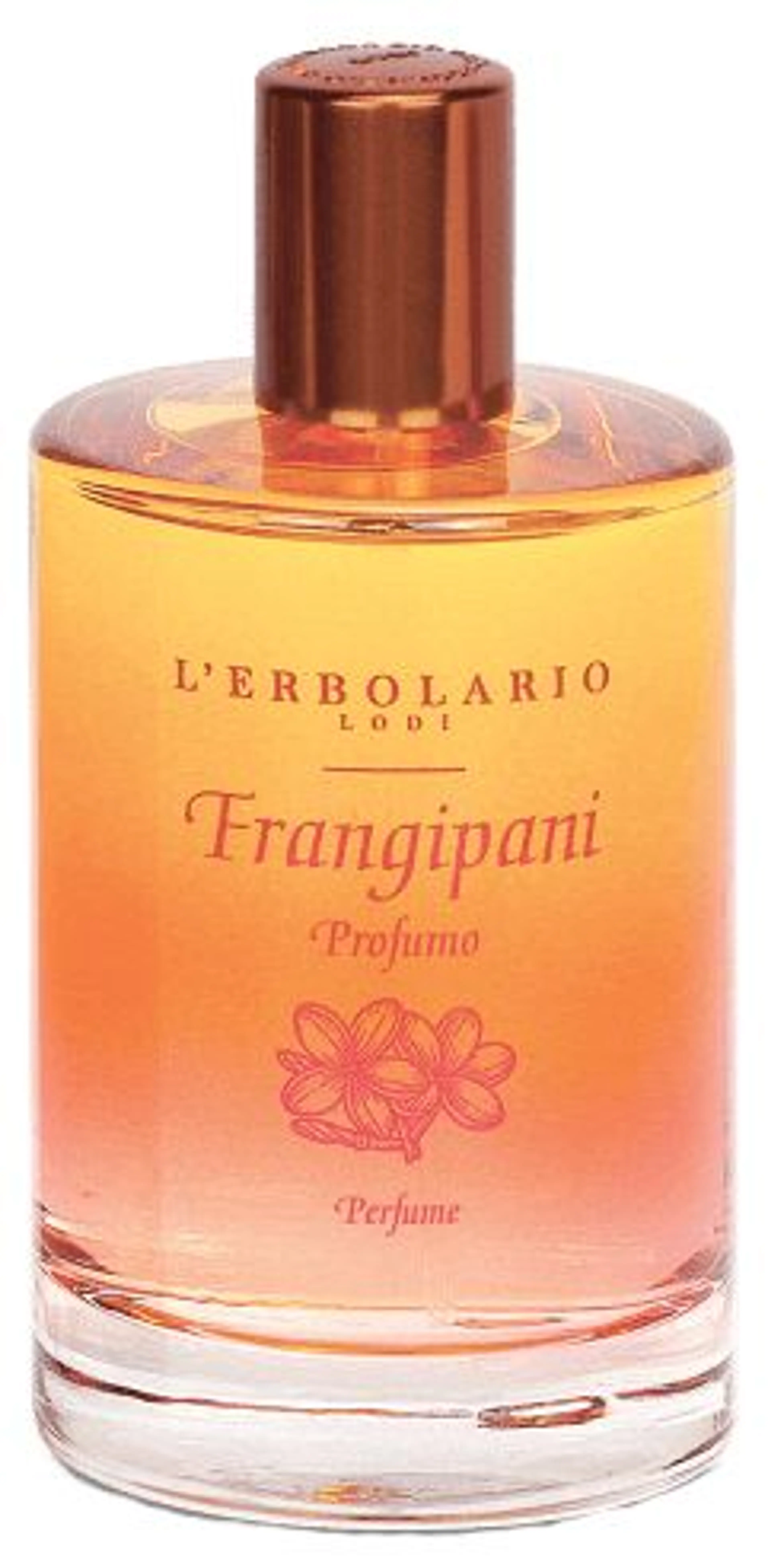 Frangipani