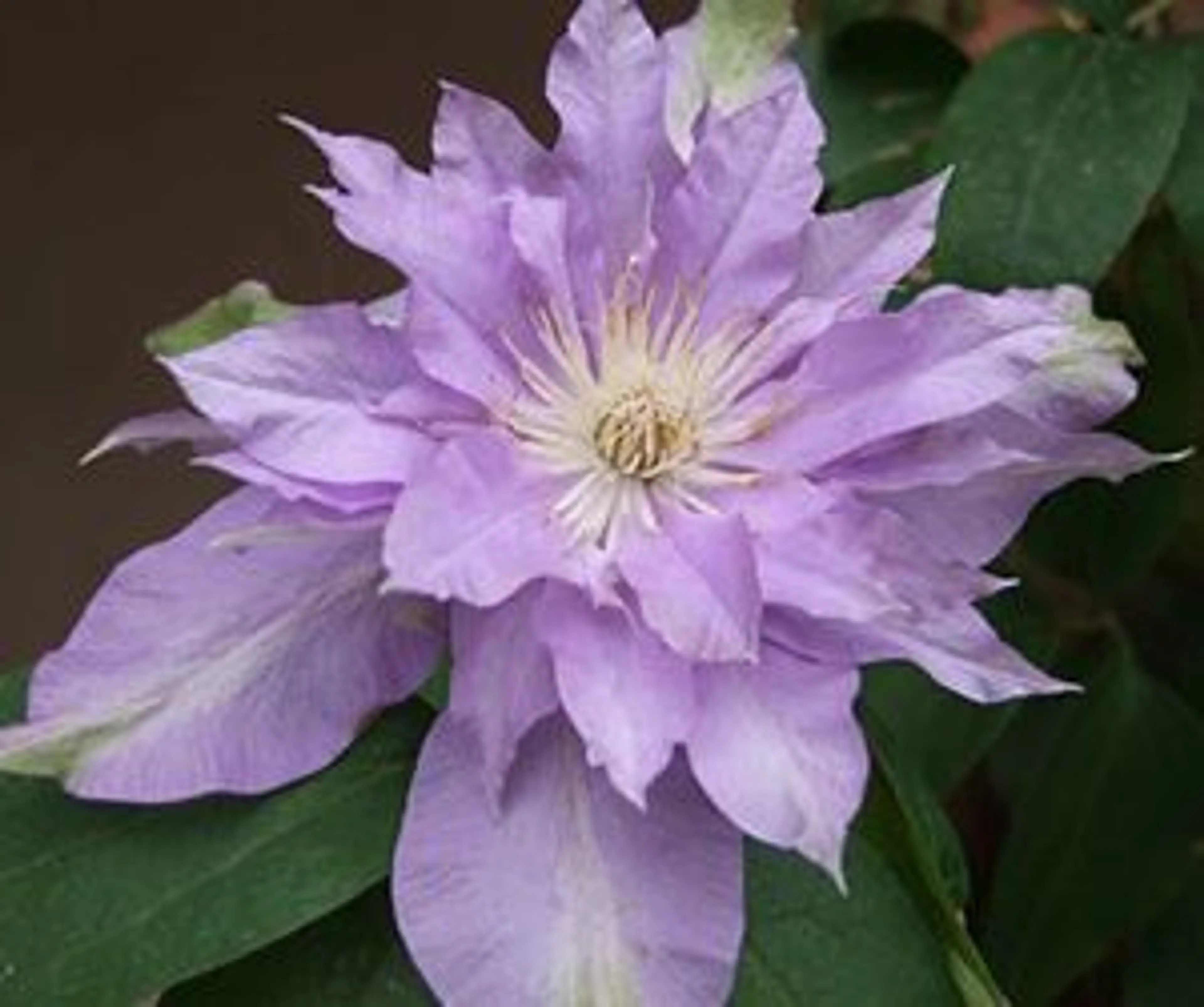 Fleur De Lilac