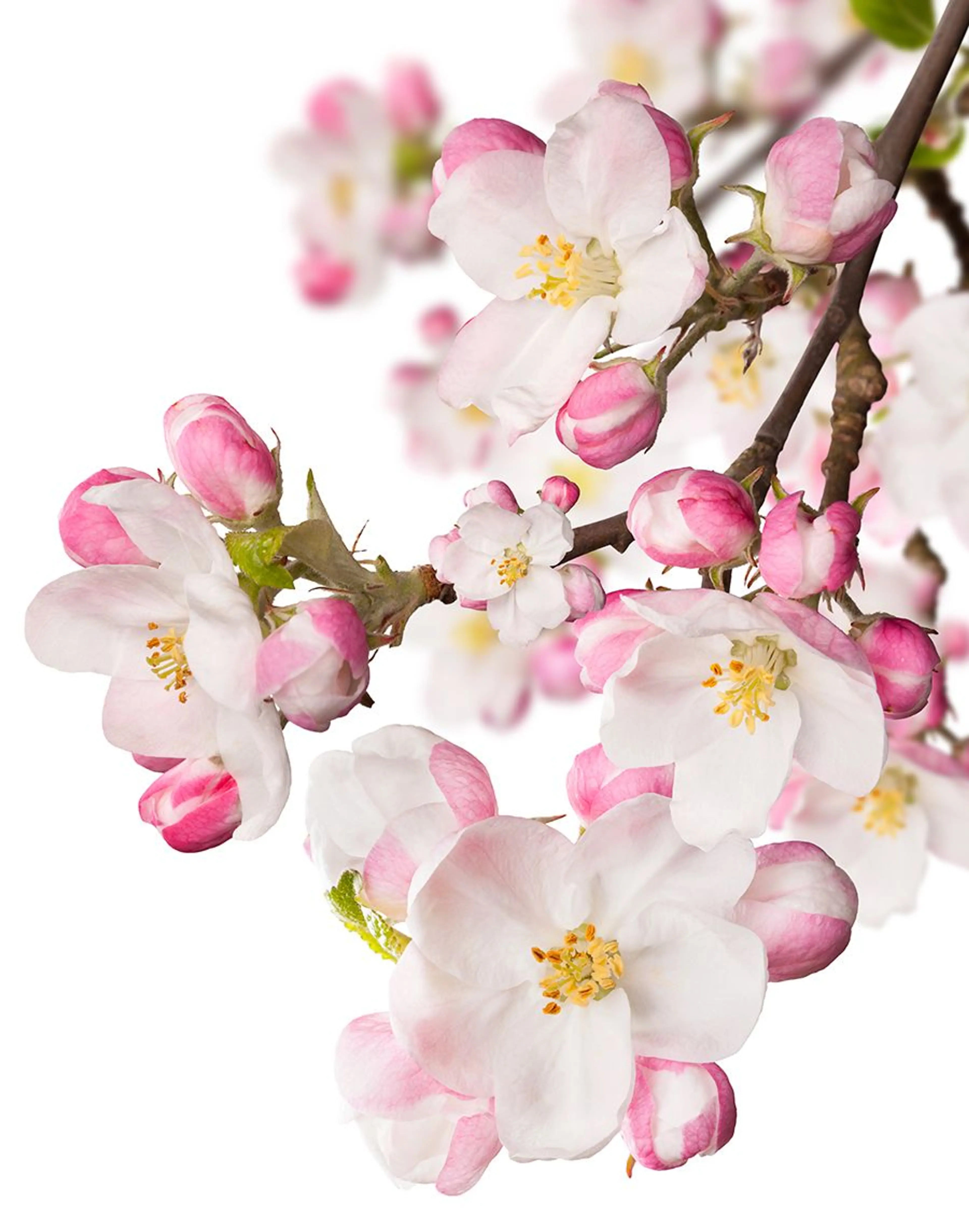 Japanese Garden CVS Essence of Beauty
