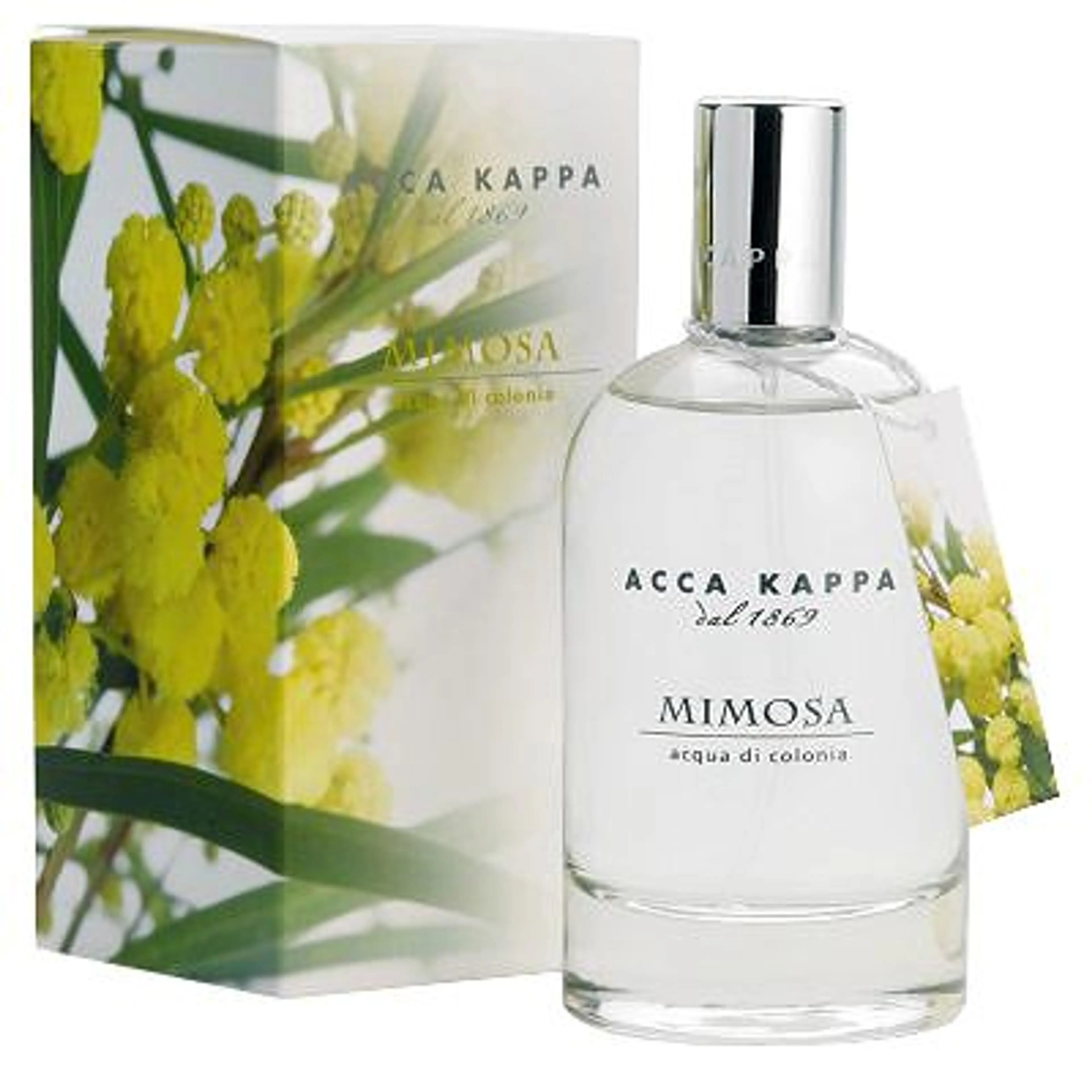 Mimosa