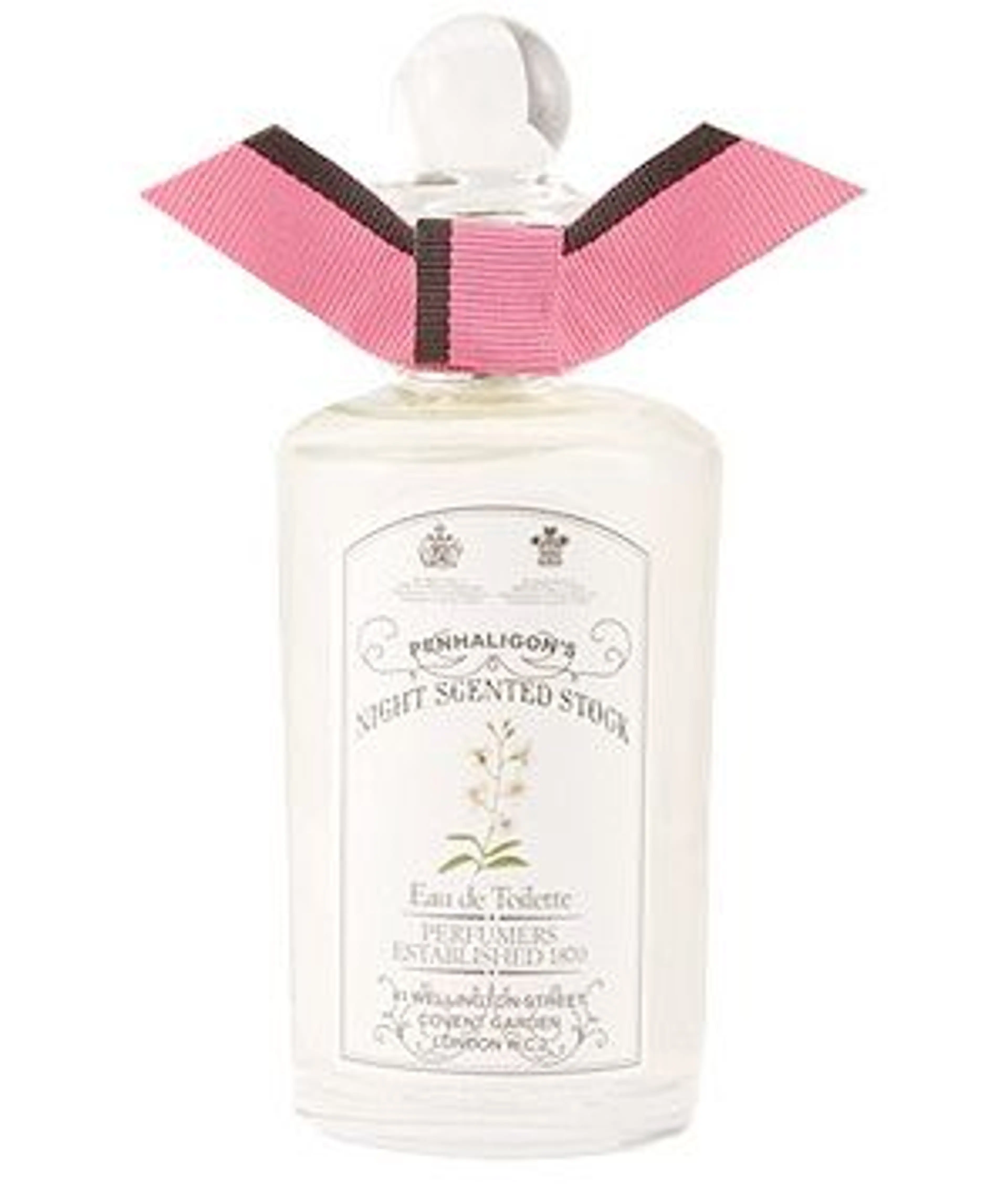 Night Scented Stock