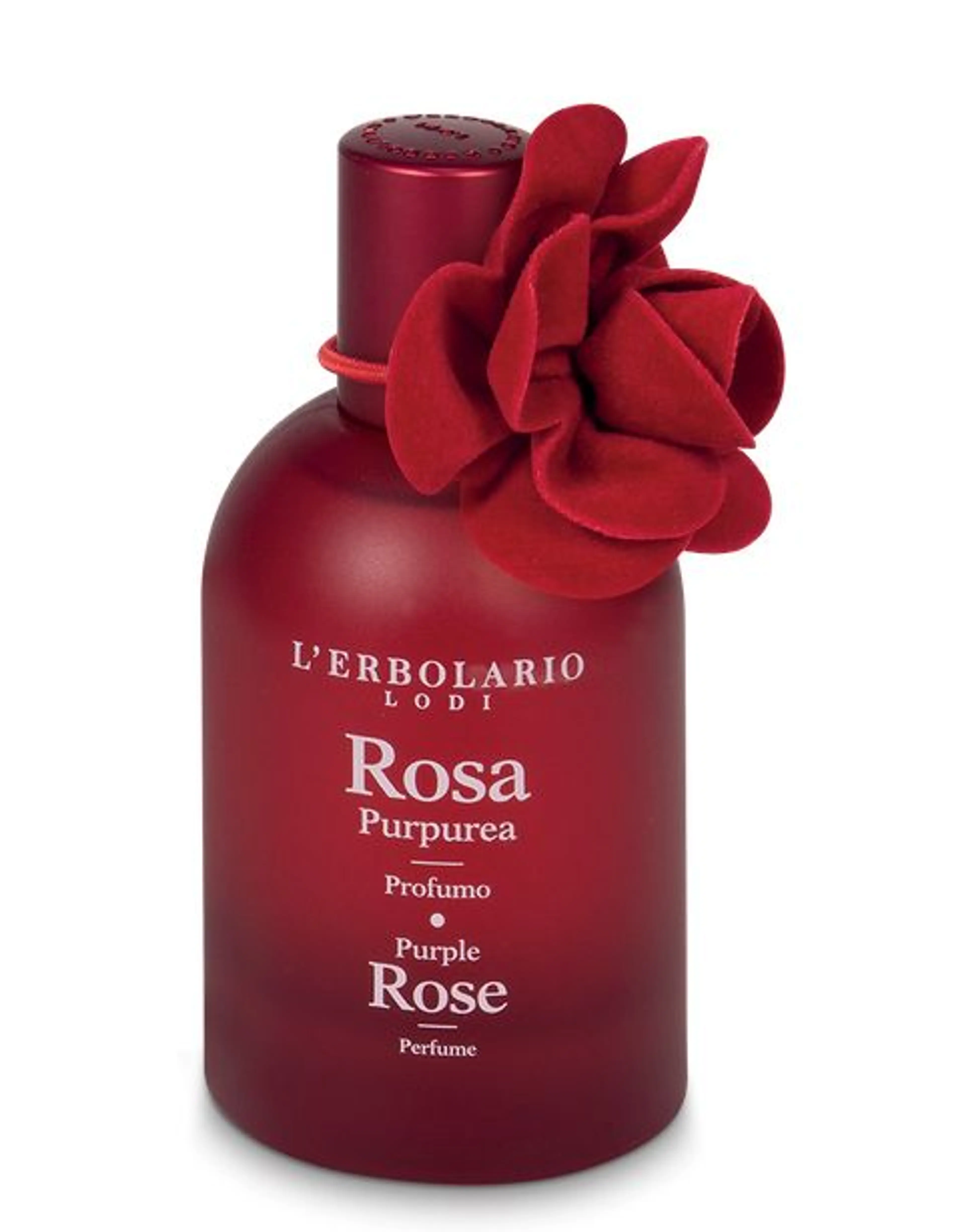 Purple Rose - Rosa Purpurea