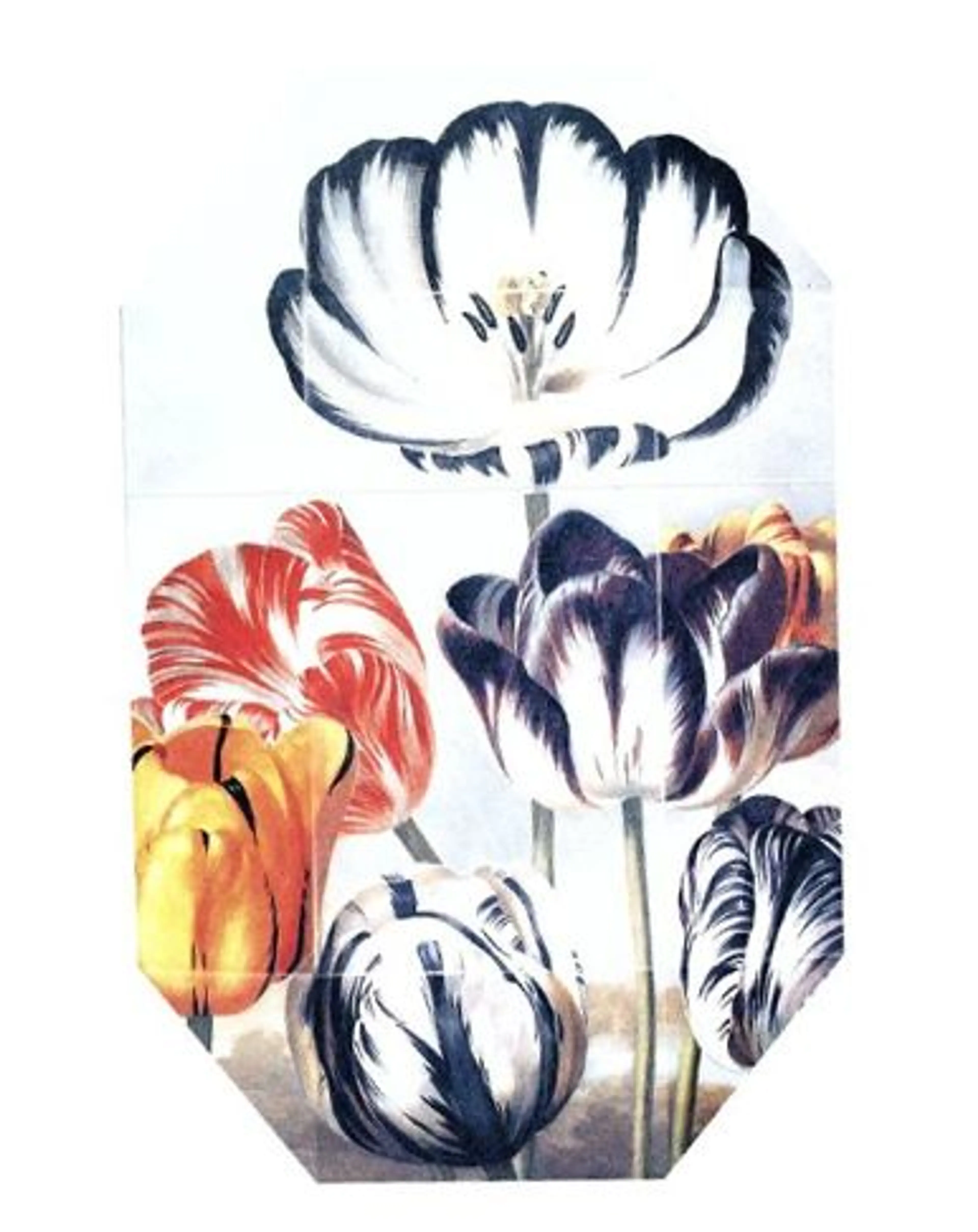 Print Collection Stella 02 (2011)