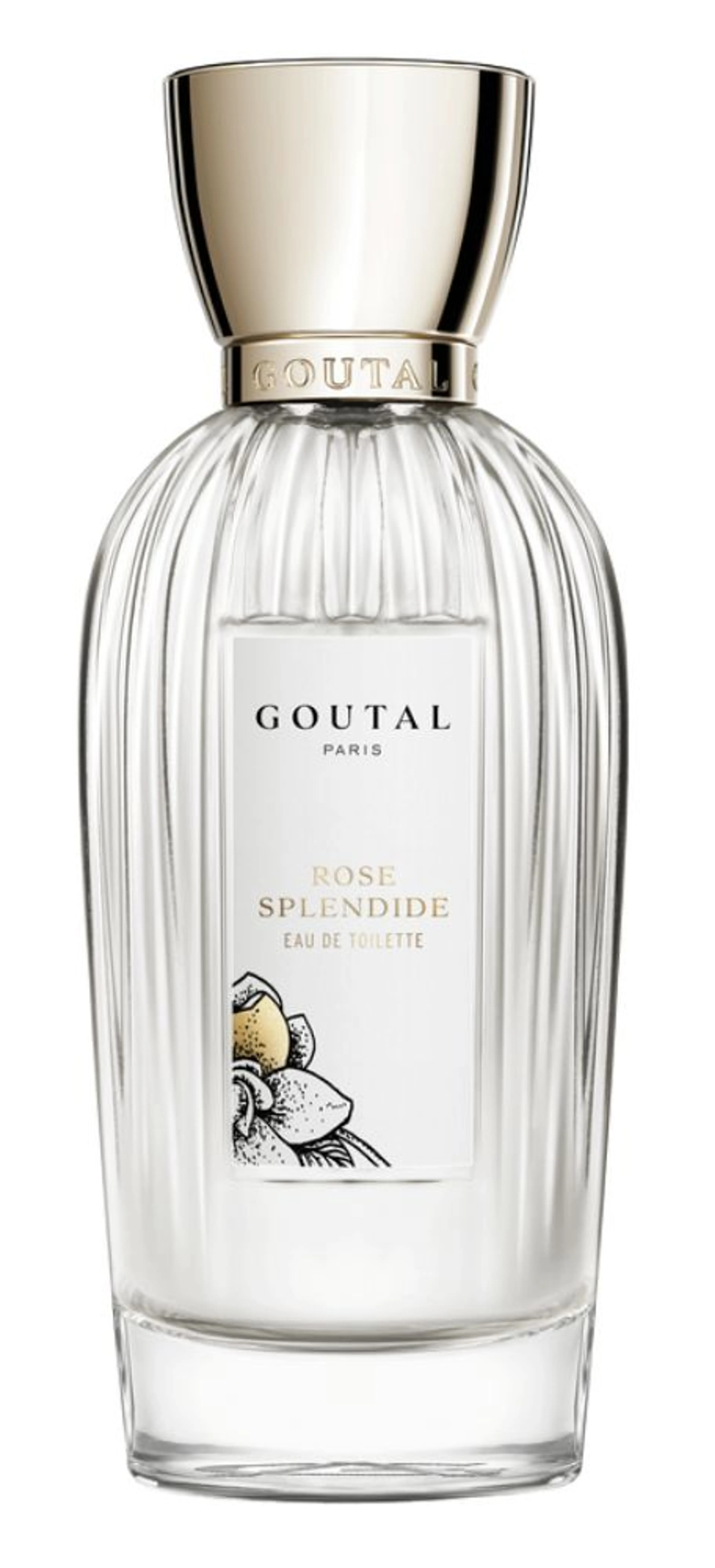 Rose Splendide