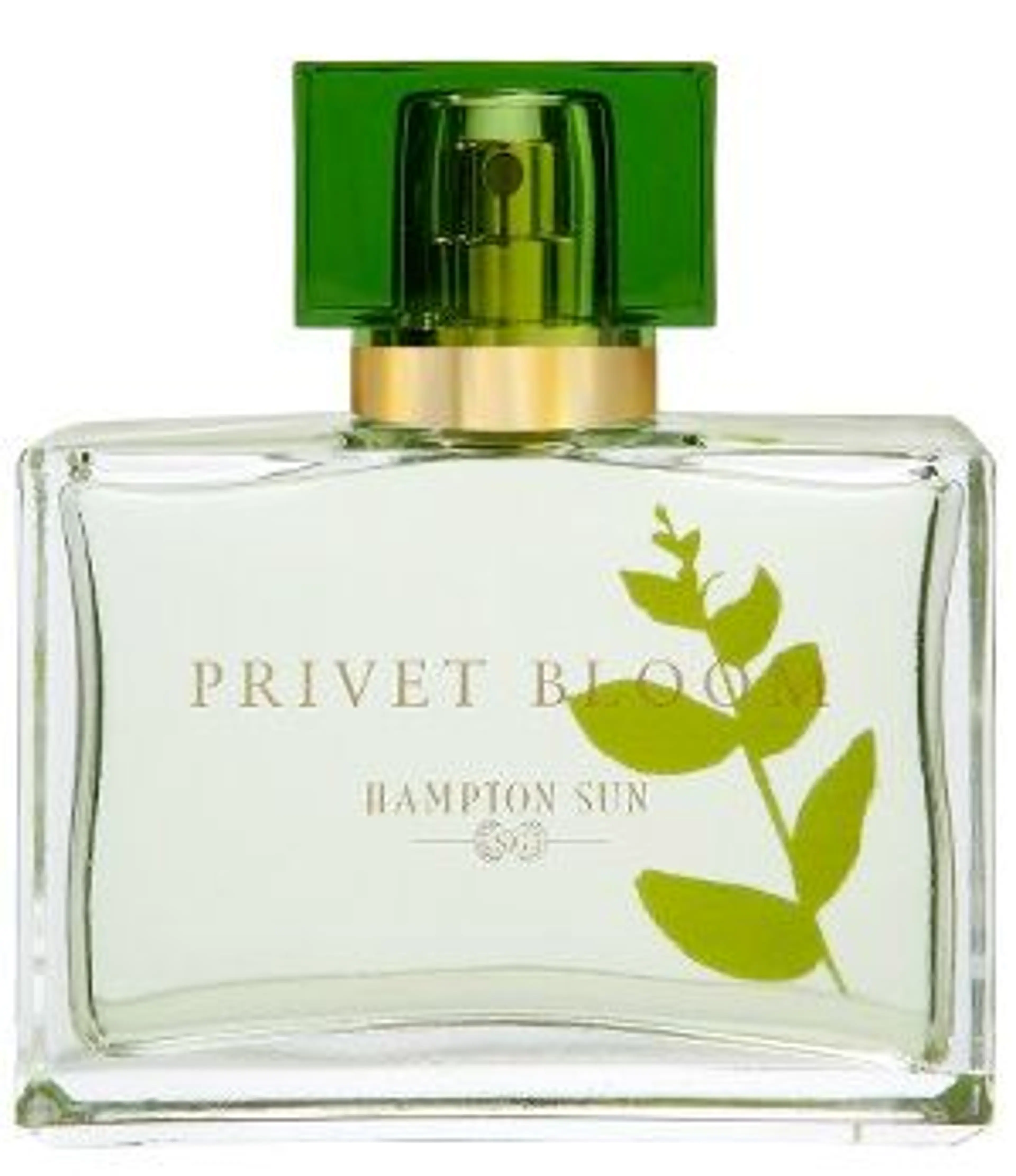 Privet Bloom