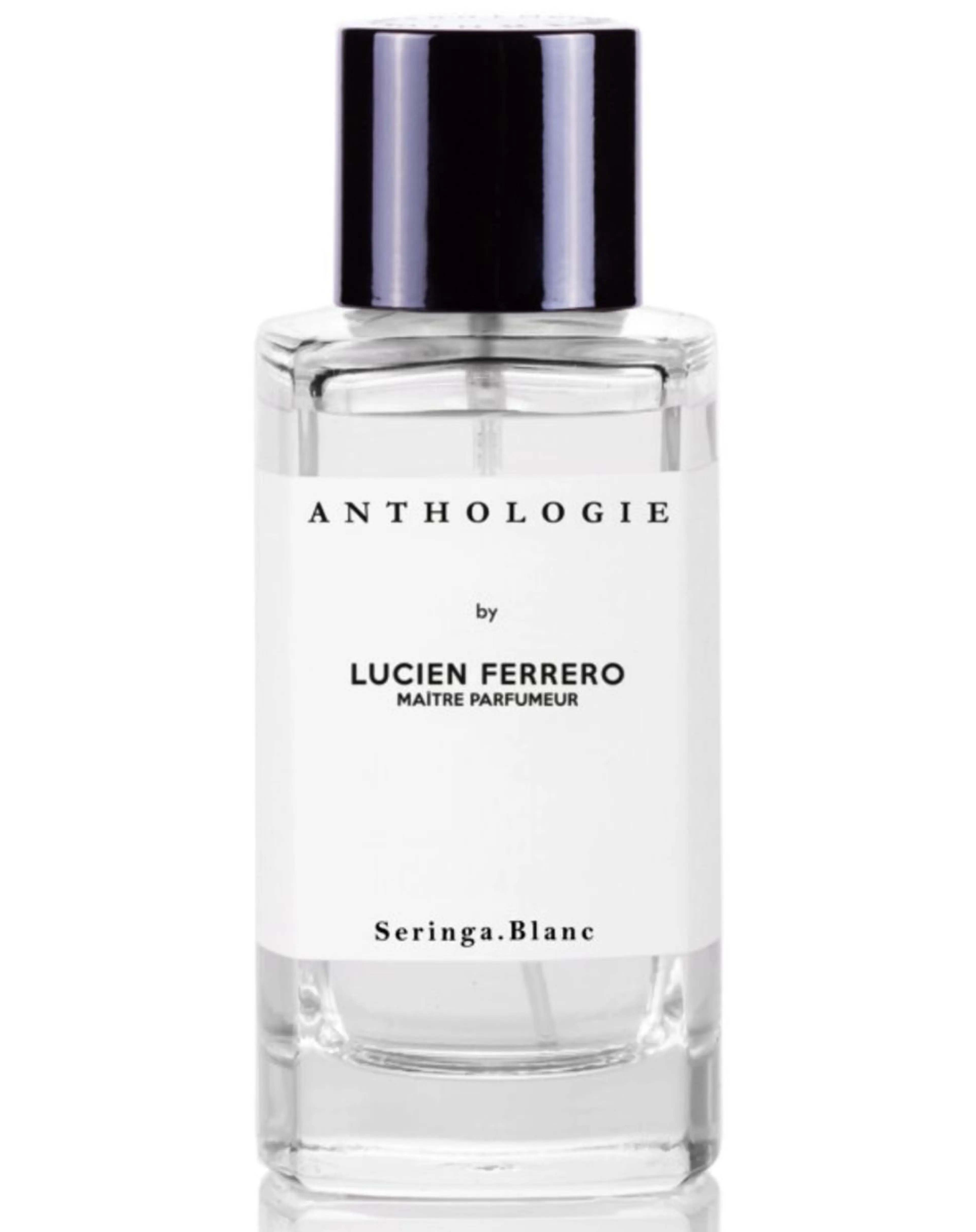 Seringa Blanc