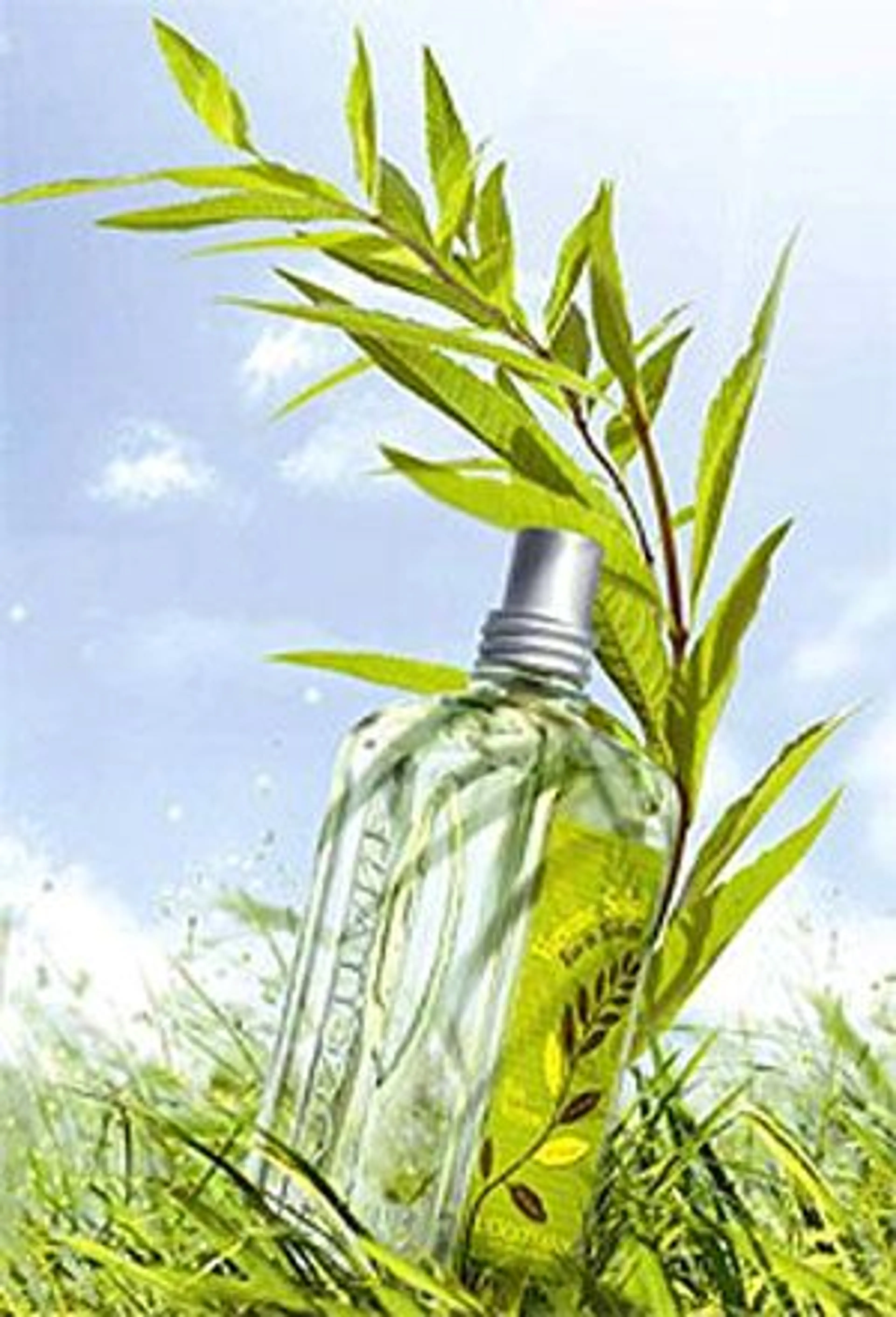 Verbena Sun