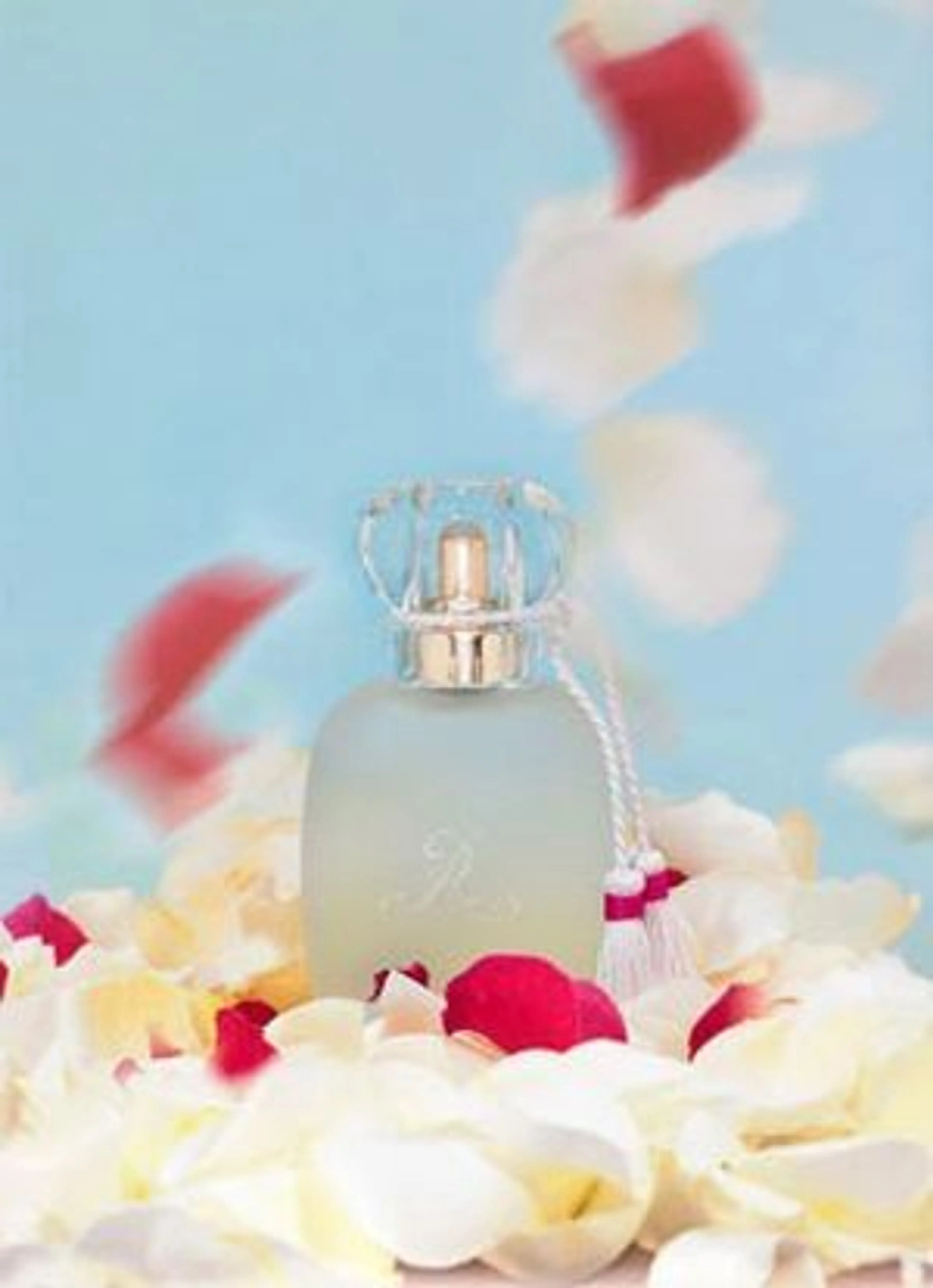 Un Zephir de Rose