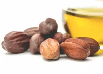 Hạt Jojoba