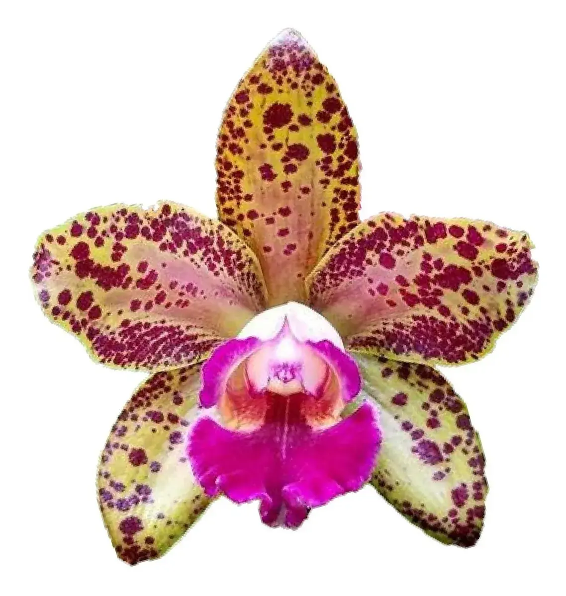 Phong Lan Báo Đốm Hồng