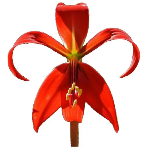 Hoa Lily Azteca