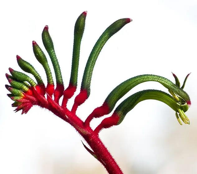 Hoa Kangaroo Paw