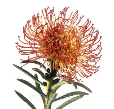 Hoa Grevillea