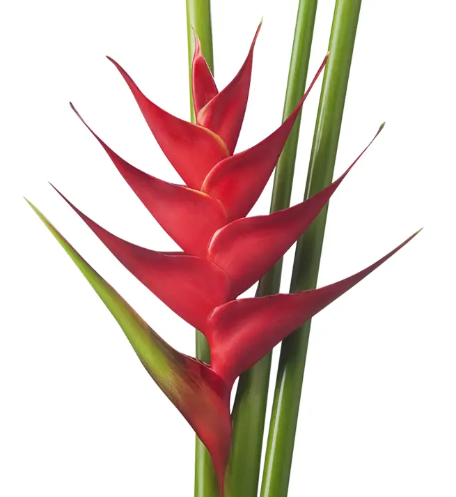 Heliconia hồng hạc