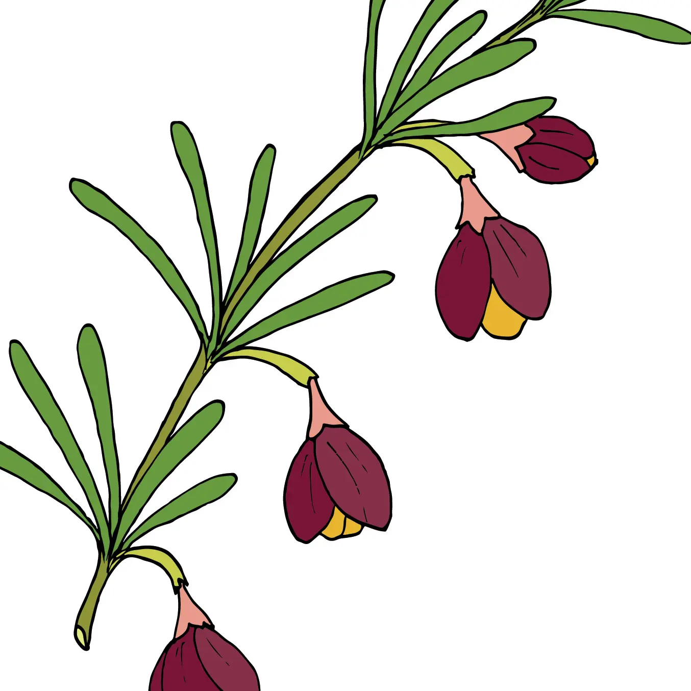 Hoa Boronia