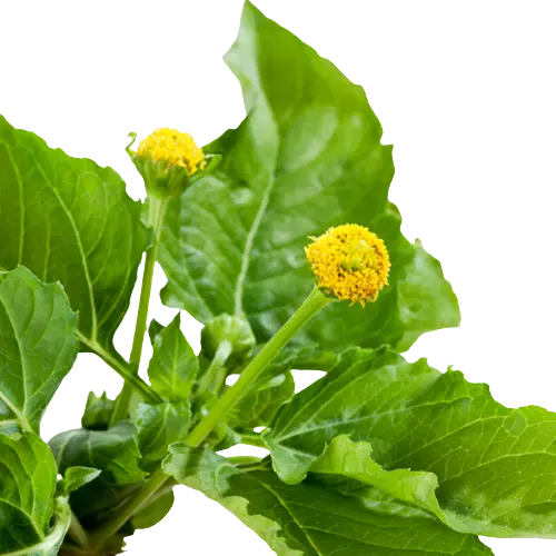 Trái Mận Jambu