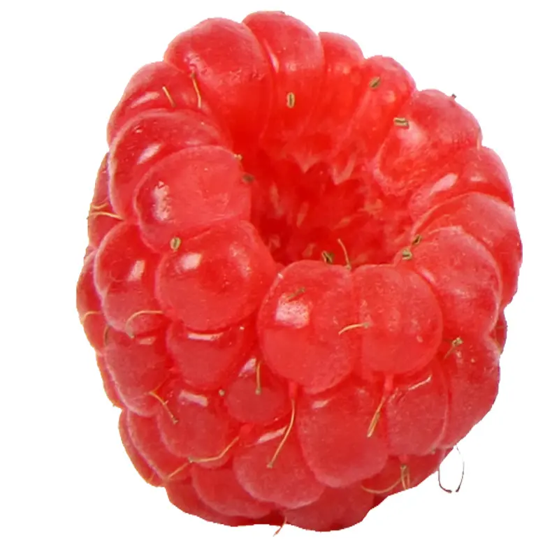 Dâu tằm đỏ