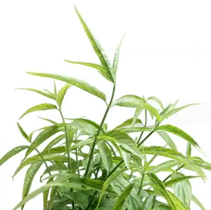 Cỏ rắn Sabah