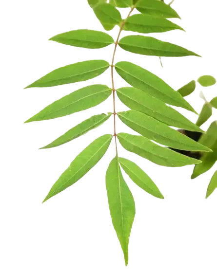 Lá tuyết tùng