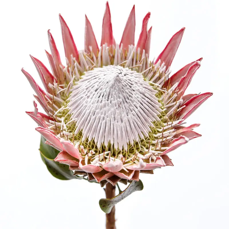 Hoa Protea