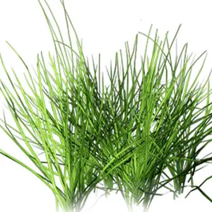 Hợp chất hương cỏ xanh