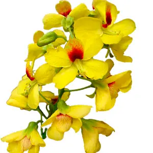 Hoa gỗ đỏ