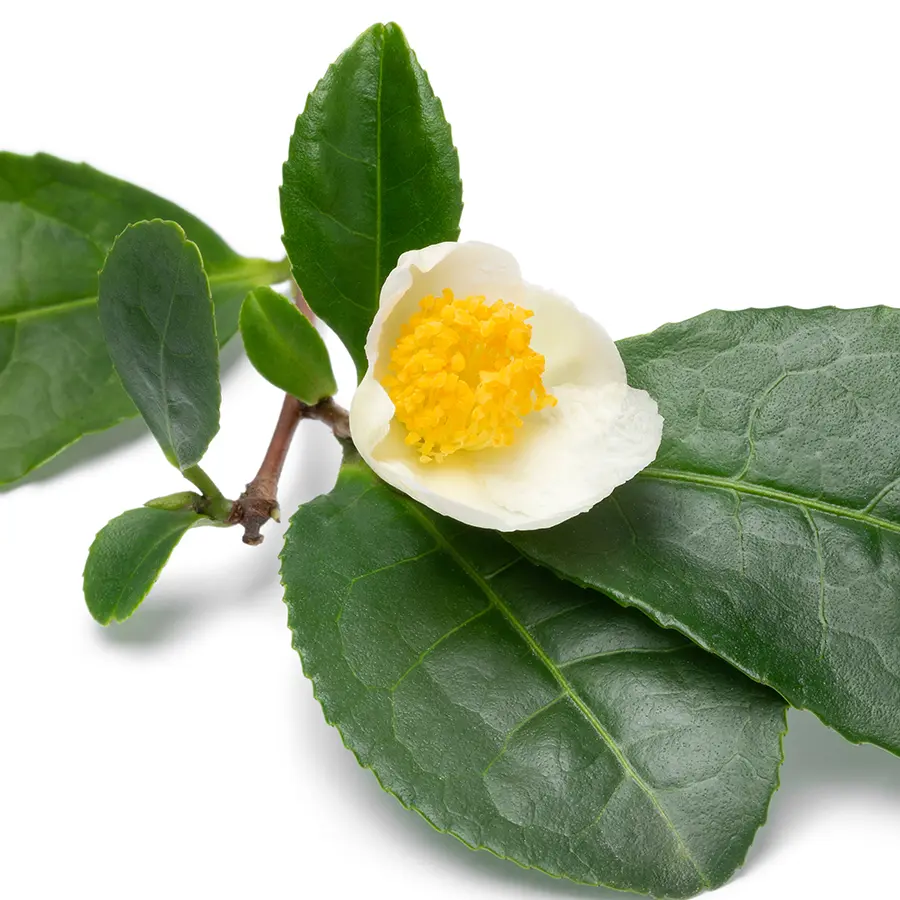 Hoa trà trắng