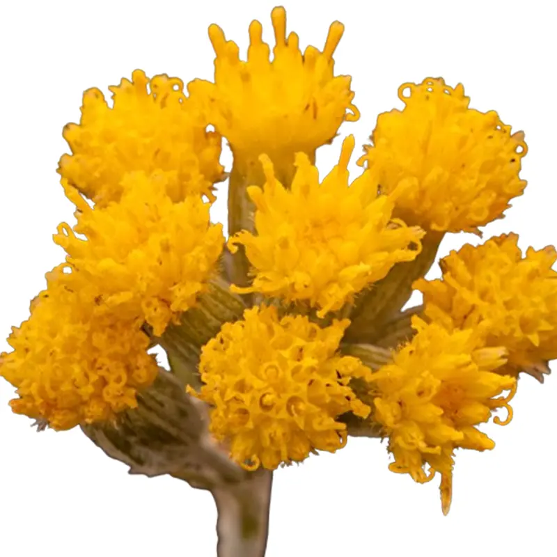 Cây Senecio