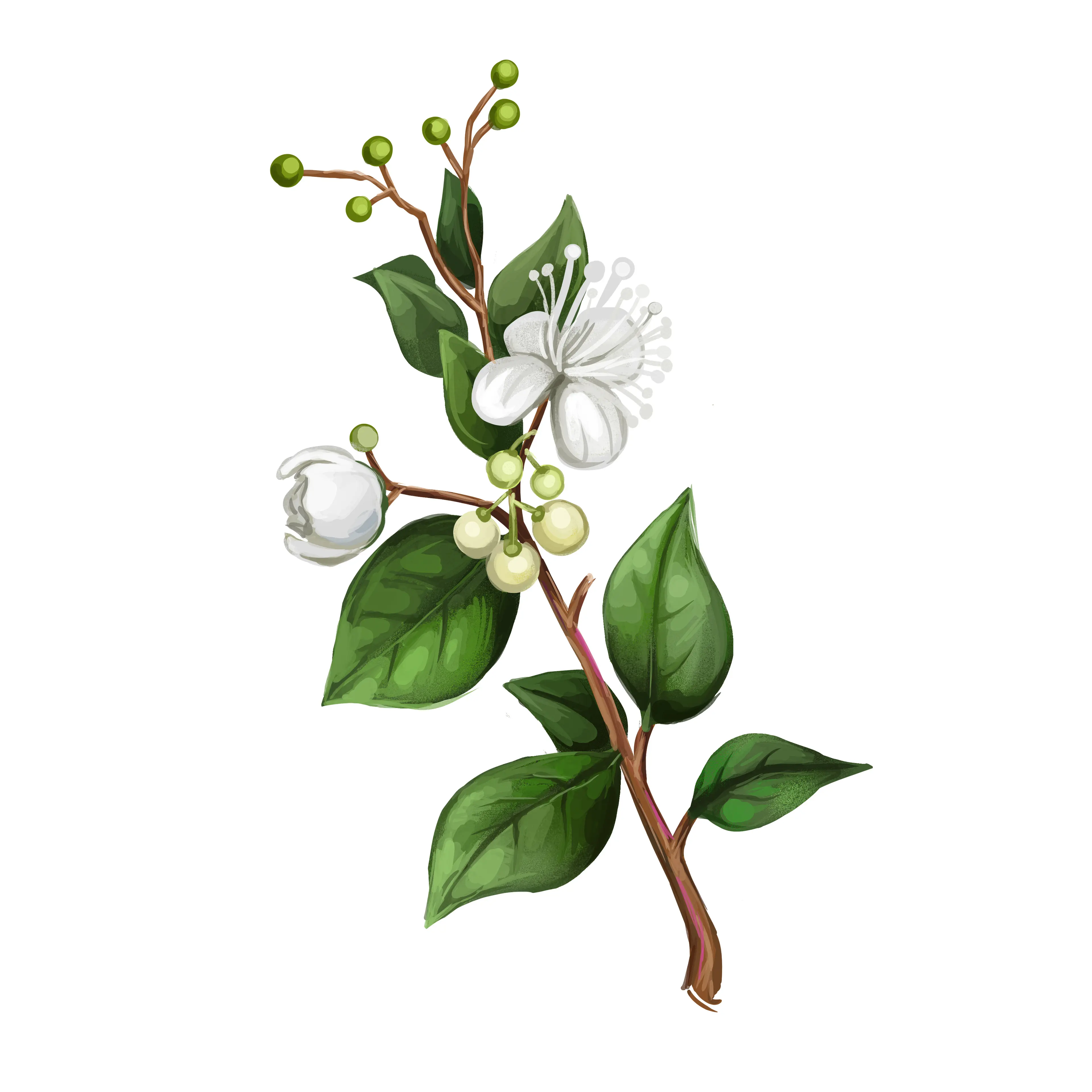 Chanh Myrtle