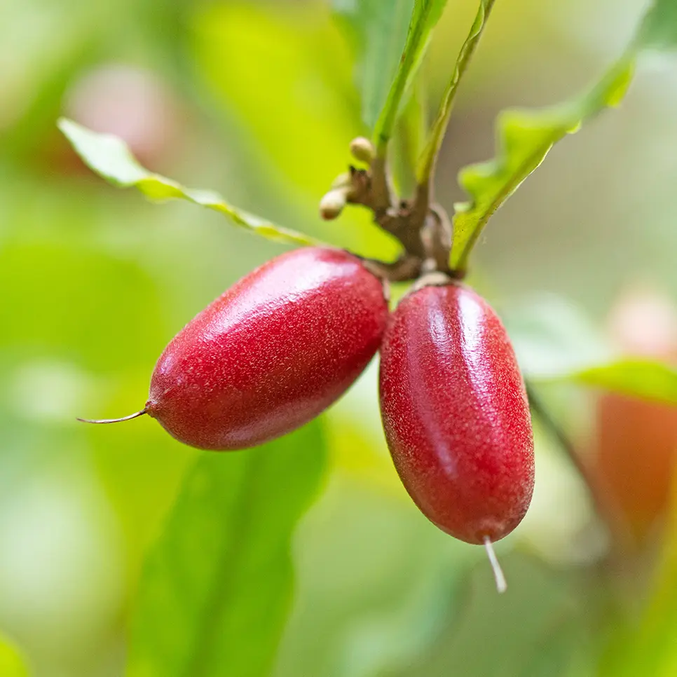 Quả Miracle Berry